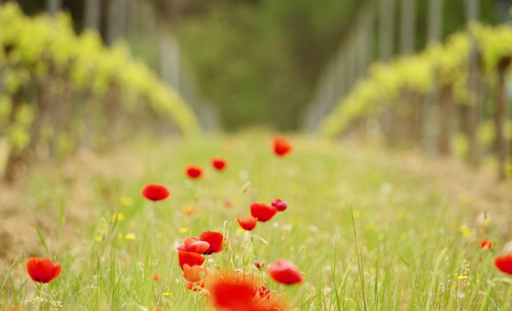 Printemps 