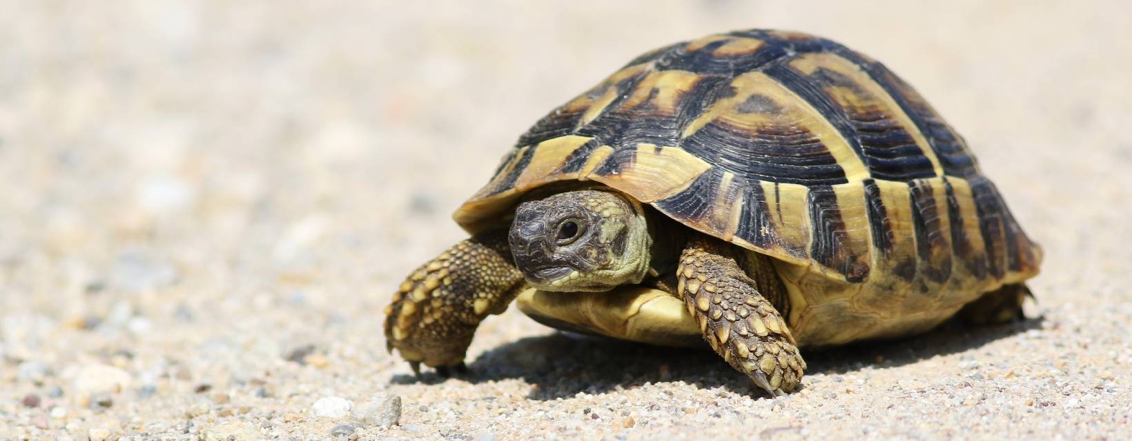 village des tortues carnoules