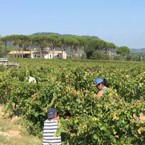 domaine-des-feraud-vendange