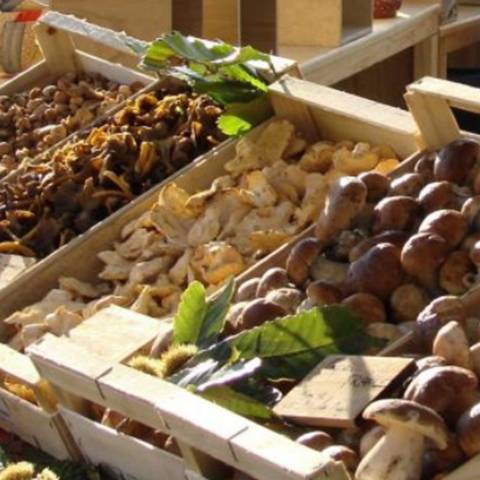 fete du champignon saint trinit