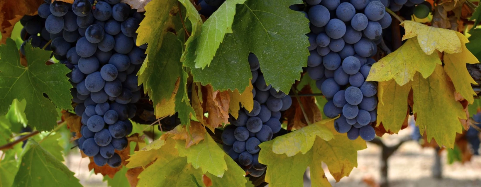 les-vignes-du-domaine-des-feraud