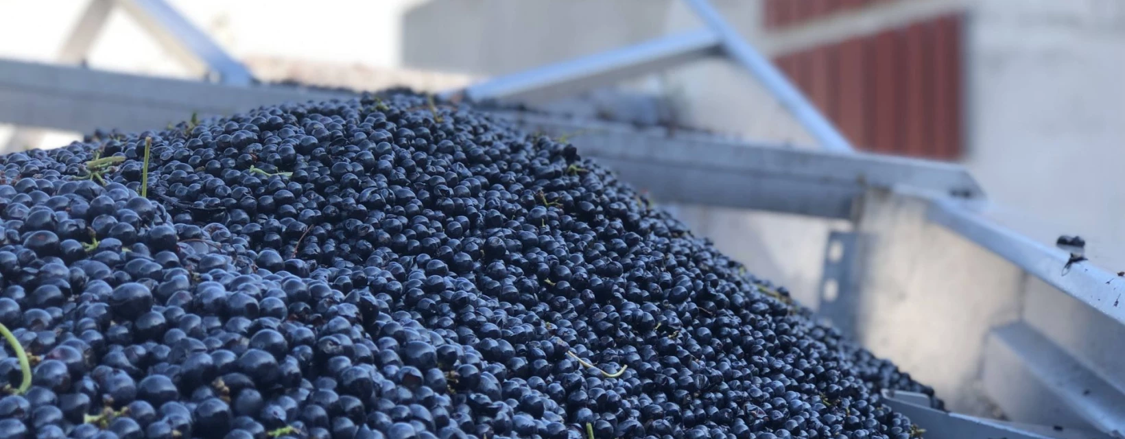 domaine-des-feraud-egrappage