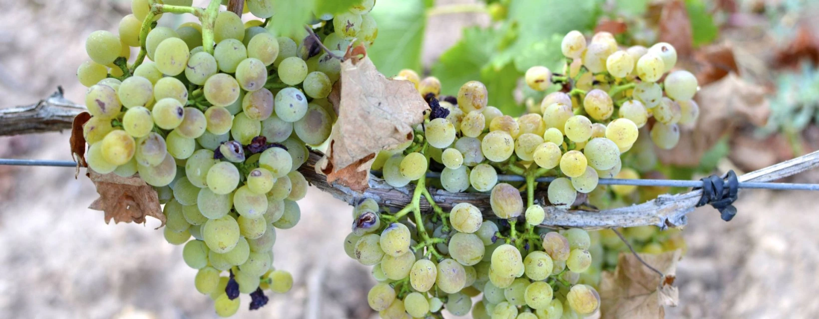 les-cepages-blanc-du-domaine-des-feraud