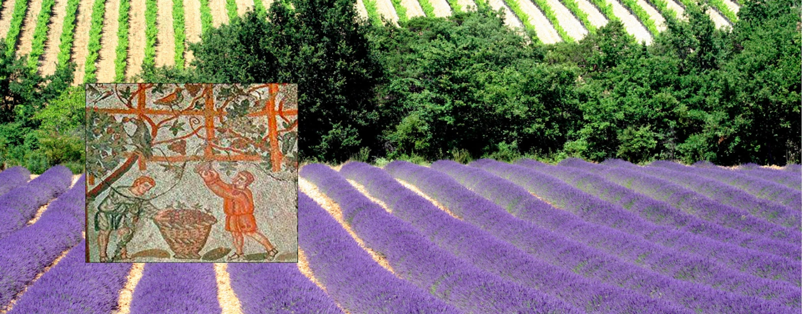 histoire-du-vin-en-provence