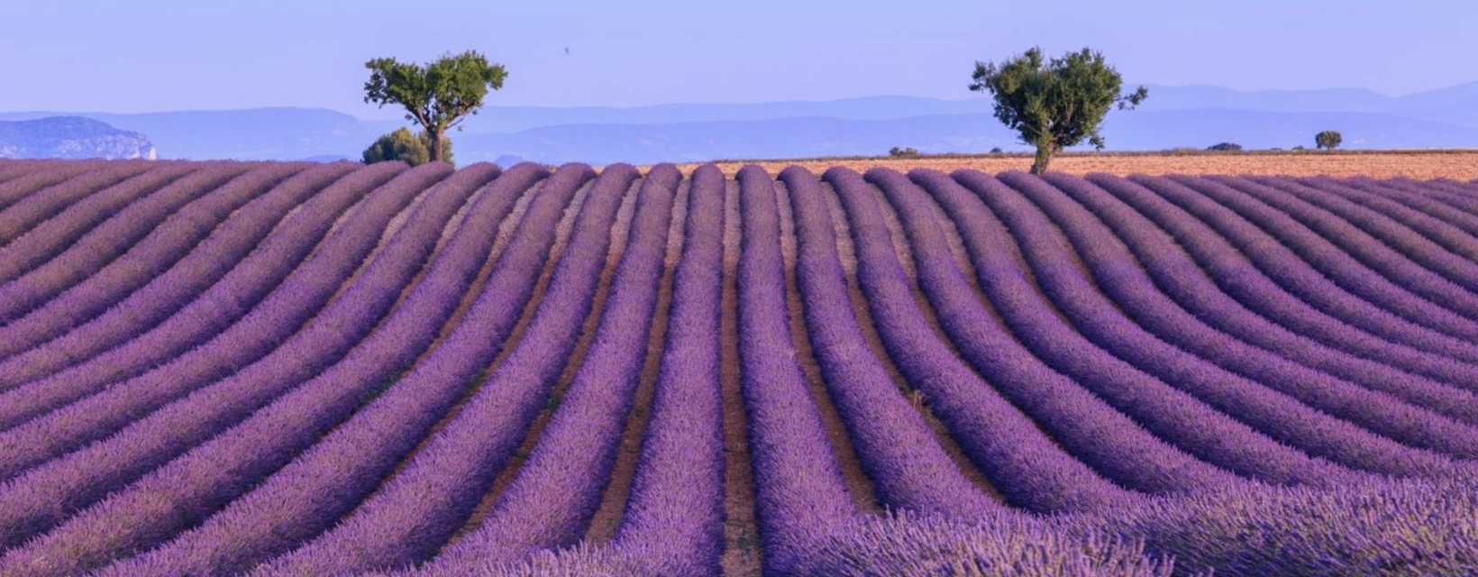 champs-de-lavande-a-valensole