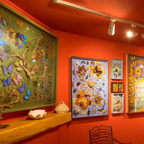 832 193 papillons 480x480