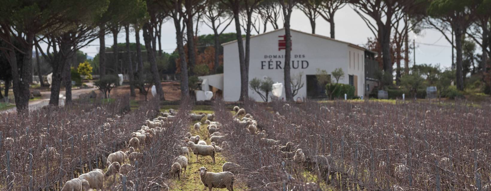 Moutons Feraud 001