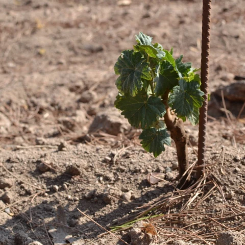 les-vignes-du-domaine-des-feraud