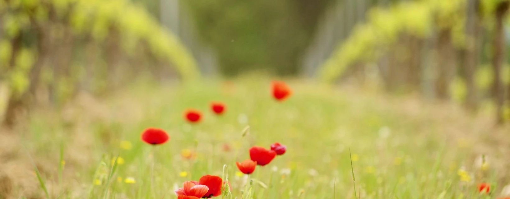 printemps-johannes-kapplinger