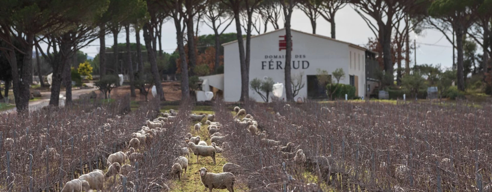 moutons-au-domaine-des-ferauds