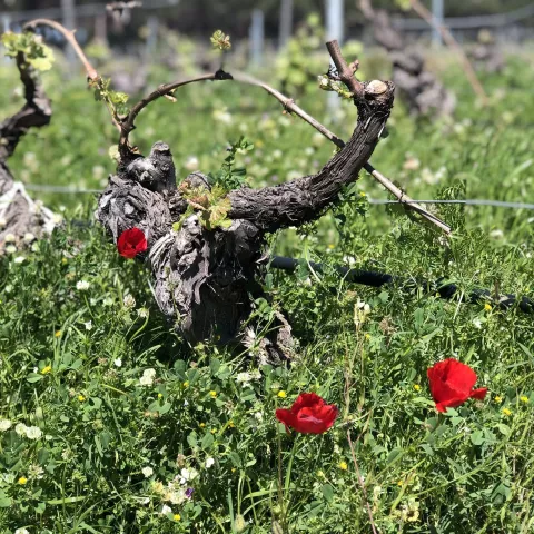 Printemps dans les vignes 