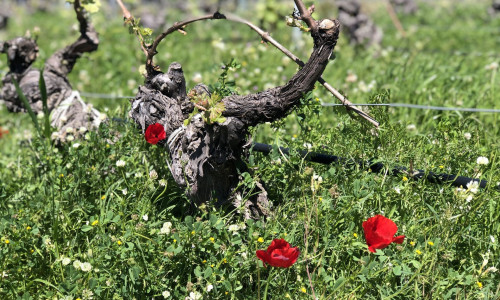 Printemps dans les vignes 