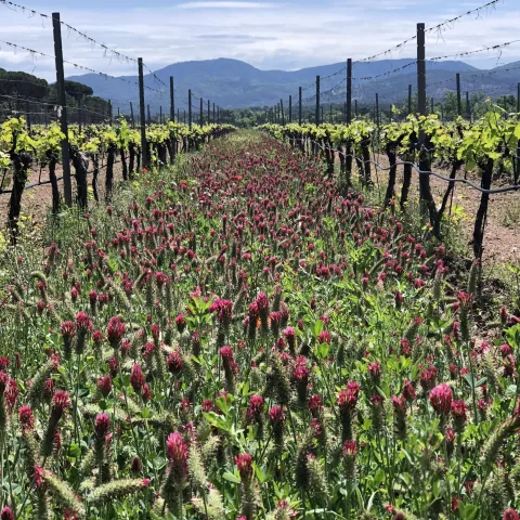 Nous passons tout notre vignoble au vert ! 