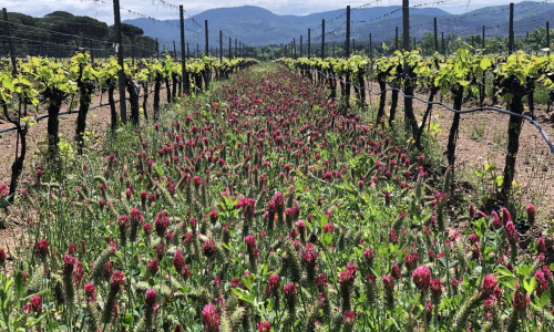 Nous passons tout notre vignoble au vert ! 