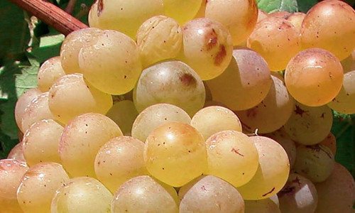 Rolle ou Vermentino 
