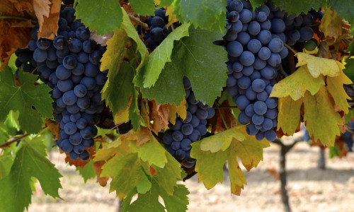 La Syrah