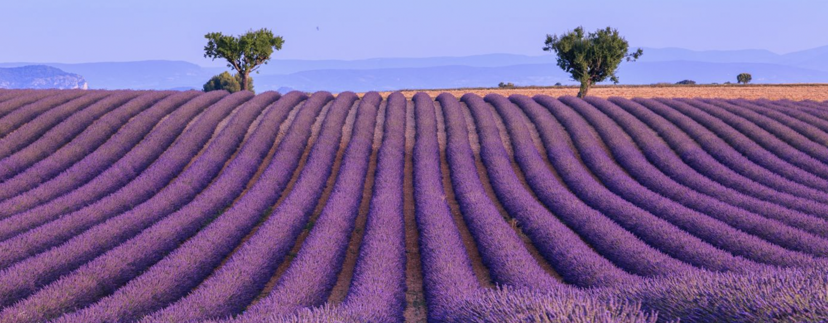 LAVENDE VALENSOLE